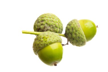 Beyaz arka plan üzerinde izole yeşil meşe palamudu