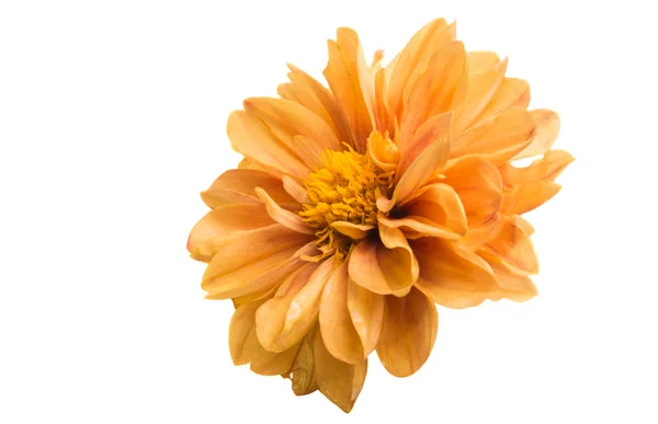 Oranje Chrysant Geïsoleerd Witte Achtergrond — Stockfoto