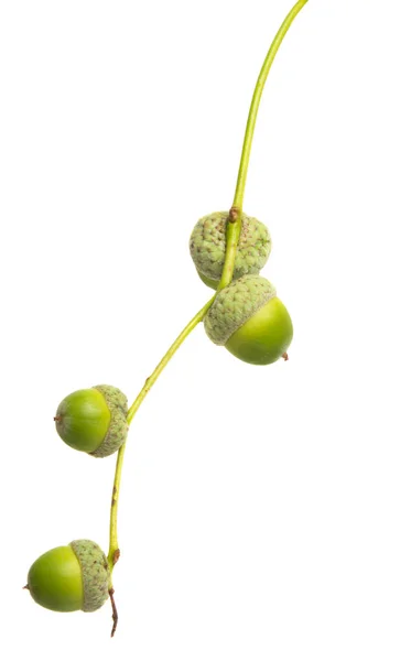 Green Acorns Isolated White Background — Stock Photo, Image