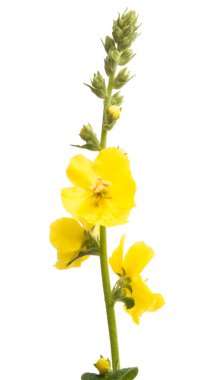 Mullein çiçekleri beyaz arkaplanda izole edilmiş