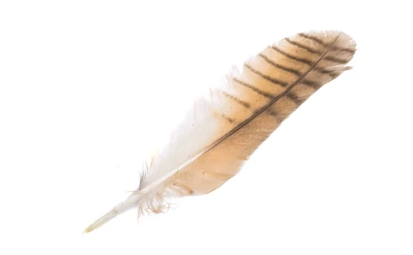 Kuş Tüyü Beyaz Arkaplanda Izole Edildi — Stok fotoğraf