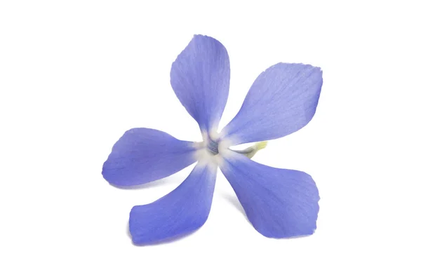 Blå Vinca Blommor Isolerad Vit Bakgrund — Stockfoto