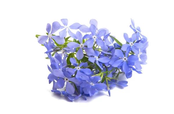 Blå Vinca Blommor Isolerad Vit Bakgrund — Stockfoto