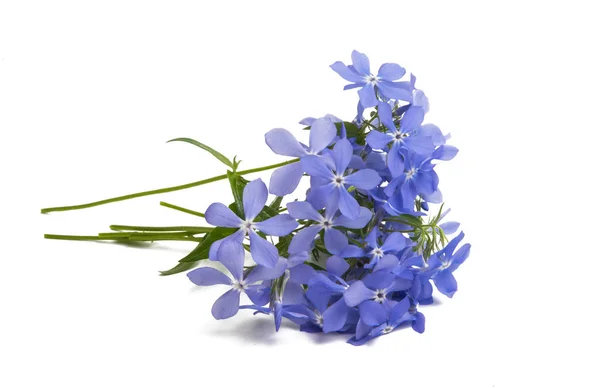 Kék Vinca Virágok Elszigetelt Fehér Background — Stock Fotó