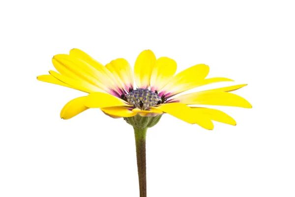 Osteosperumum Flower Daisy Isolated White Background Macro Closeup — Stock Photo, Image