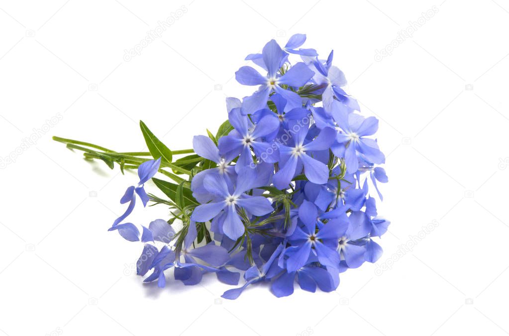 blue vinca flowers isolated on white background
