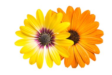 Osteosperumum Çiçek Papatyası Beyaz Arkaplanda izole edildi. Makro Yakın Çekim