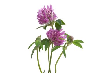 Beyaz arka plan üzerinde izole yonca