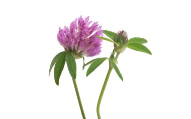 Beyaz arka plan üzerinde izole yonca