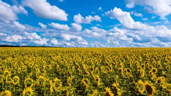 Câmpul Floarea Soarelui Într Însorită — Fotografie, imagine de stoc