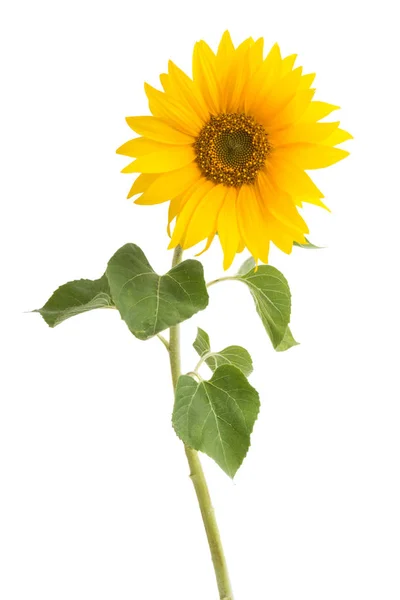 Sunflower Isolated White Background — Stock Photo, Image