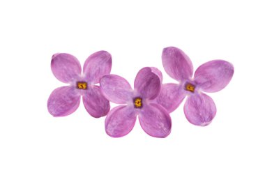 Beyaz arkaplanda yalıtılmış leylak çiçeği