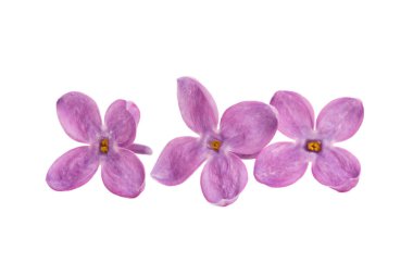 Beyaz arkaplanda yalıtılmış leylak çiçeği