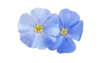 Beyaz arka plan üzerinde izole keten çiçek