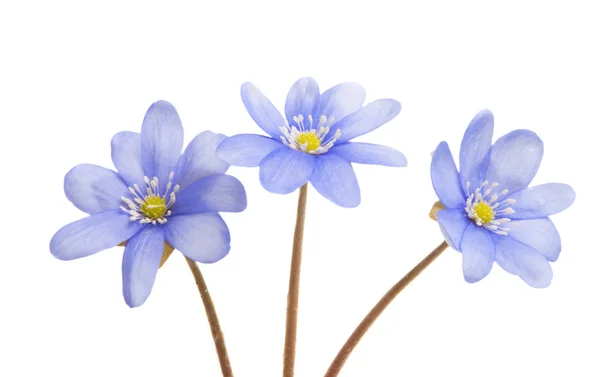 Blue Flower Isolated White Background — Stock Photo, Image
