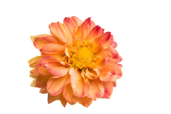 白い背景に孤立したオレンジ菊 — ストック写真