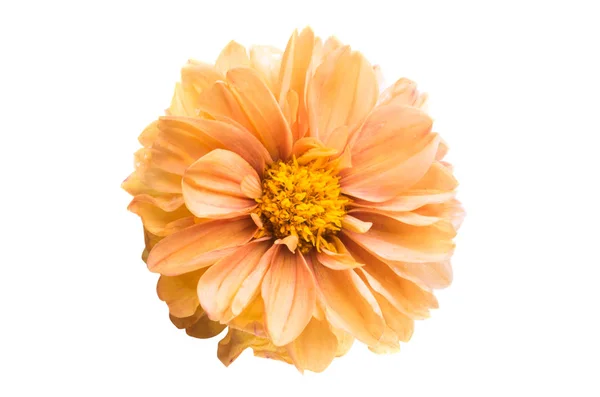 Oranje Chrysant Geïsoleerd Witte Achtergrond — Stockfoto