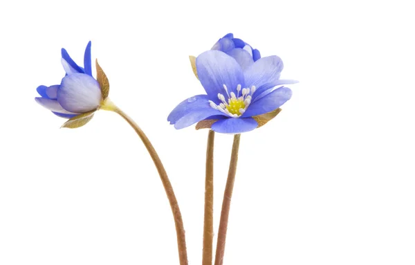 Blue Flower Isolated White Background — Stock Photo, Image