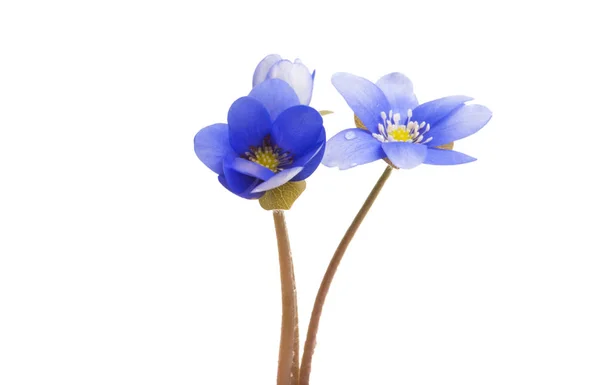 Синя Квітка Ізольована Білому Тлі — стокове фото
