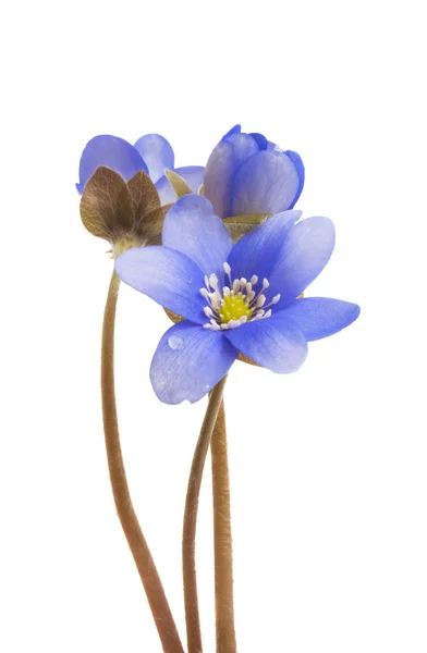 Blaue Blume Isoliert Auf Weißem Hintergrund — Stockfoto