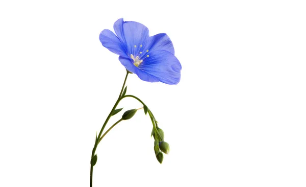Лляна Квітка Ізольована Білому Фоні — стокове фото