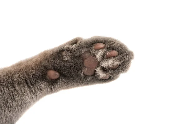 Grå Katt Paw Isolerad Vit Bakgrund — Stockfoto