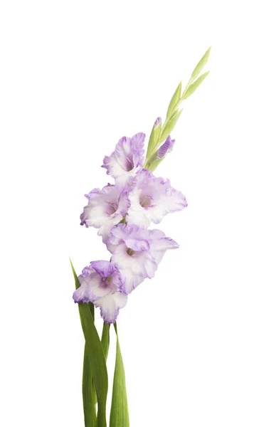 Gladiolus Virágok Elszigetelt Fehér Background — Stock Fotó