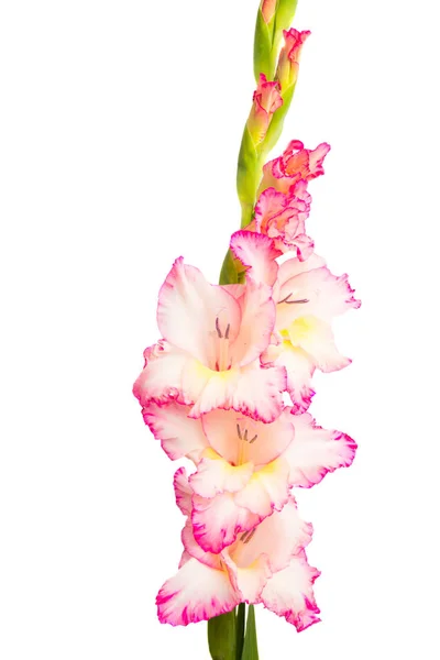 Gladiolen Bloemen Geïsoleerd Witte Achtergrond — Stockfoto