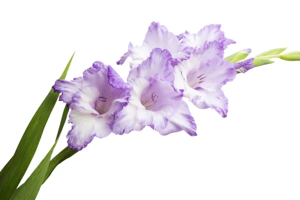 Gladiolus Blommor Isolerad Vit Bakgrund — Stockfoto