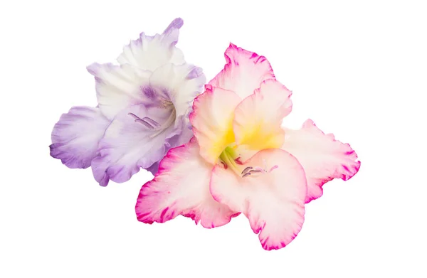 Gladiolus Virágok Elszigetelt Fehér Background — Stock Fotó