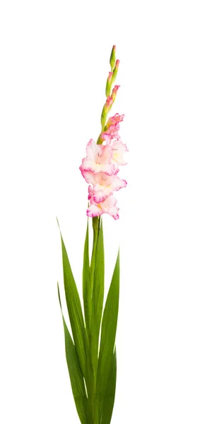 Gladiolus Blommor Isolerad Vit Bakgrund — Stockfoto