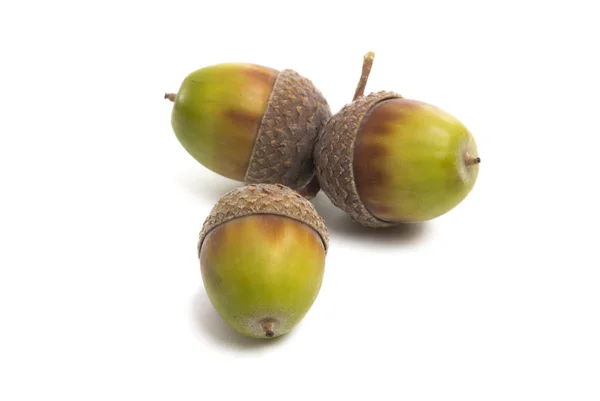 Acorn Isolated White Background — Stock Photo, Image