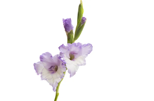 Gladiolus Flor Isolada Fundo Branco — Fotografia de Stock