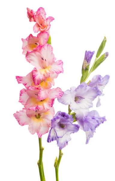 Gladiolus Flor Isolada Fundo Branco — Fotografia de Stock