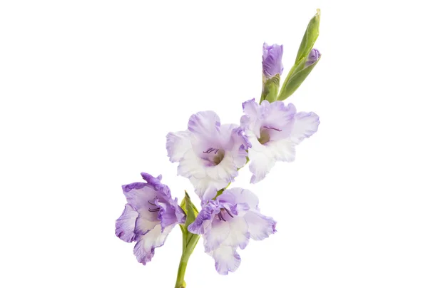 Gladiolus Virág Elszigetelt Fehér Background — Stock Fotó