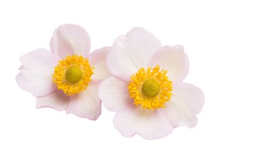 anemon çiçekleri beyaz arka plan üzerinde izole