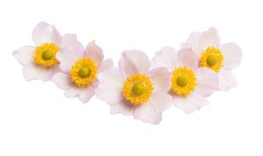 anemon çiçekleri beyaz arka plan üzerinde izole