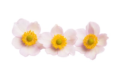 anemon çiçekleri beyaz arka plan üzerinde izole