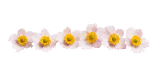 Anemones Flowers Isolated White Background — Stock Photo, Image