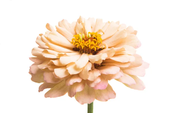 Цинния Цветок Изолирован Белом Фоне — стоковое фото