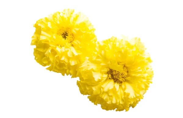 Yellow Marigolds Isolated White Background — Stock Photo, Image