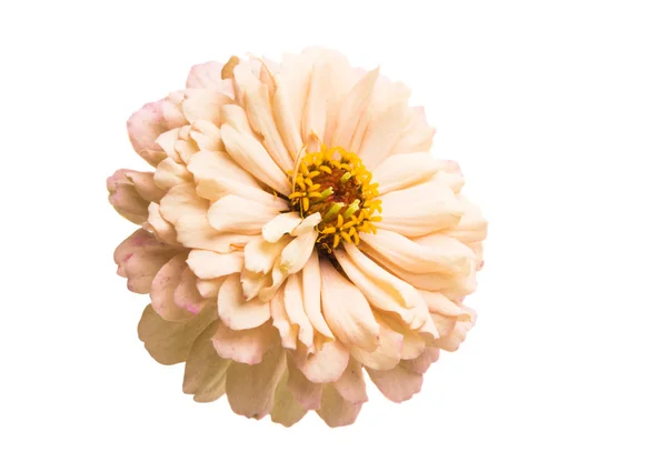 Zinnia Bloem Geïsoleerd Witte Achtergrond — Stockfoto