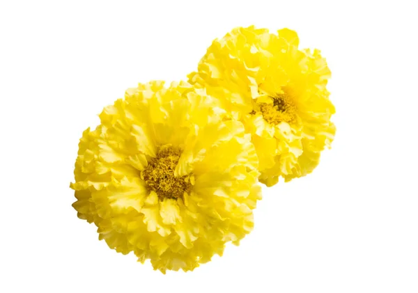 Caléndulas Amarillas Aisladas Sobre Fondo Blanco — Foto de Stock