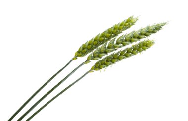 Beyaz arkaplanda izole edilmiş yeşil buğday başakları