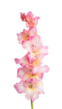 Güzel gladiolus çiçeği beyaz arkaplanda izole edilmiş.