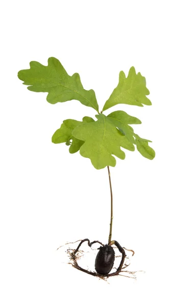 Sprout Oak Isolated White Background — Stock Photo, Image