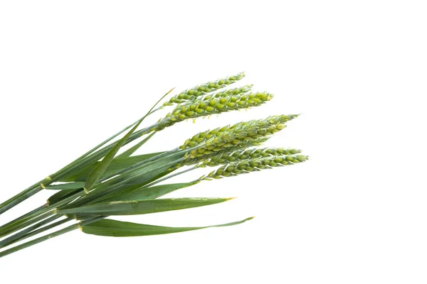 Green Ears Wheat Isolated White Background — Stock Photo, Image