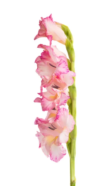 Beautiful Gladiolus Flower Isolated White Background — Stock Photo, Image