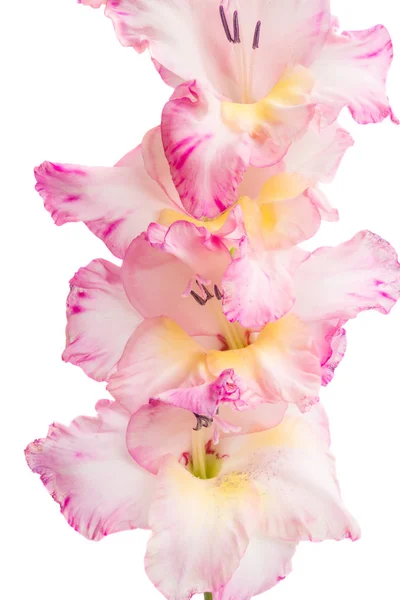 Schöne Gladiolenblüte Isoliert Auf Weißem Hintergrund — Stockfoto