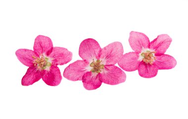 elma ağacının beyaz arka plan üzerinde izole kırmızı çiçekler